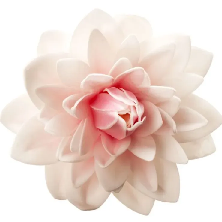 Cerf Dellier Dahlia rose géant azyme Best