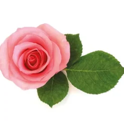 Cerf Dellier Extrait de rose 5% 50 ml Best