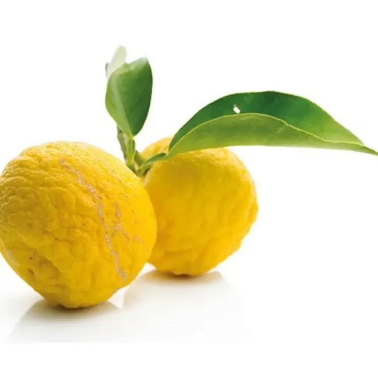 Cerf Dellier Extrait de yuzu 50 ml