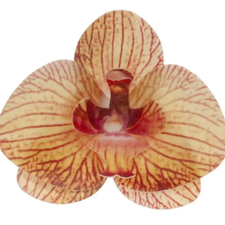 Cerf Dellier Orchidées jaunes azyme (x10) Online