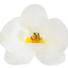 Cerf Dellier Orchidées roses azyme (x10) Best