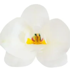 Cerf Dellier Orchidées roses azyme (x10) Best